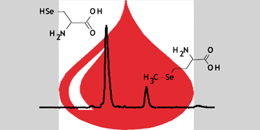 Graphical abstract: Simultaneous derivatization of selenocysteine and selenomethionine in animal blood prior to their specific determination by 2D size-exclusion ion-pairing reversed-phase HPLC-ICP MS