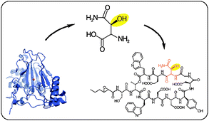 Graphical abstract: How to tailor non-ribosomal peptide products—new clues about the structures and mechanisms of modifying enzymes