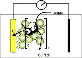 Graphical abstract: Electrocatalytically functional multilayer assembly of sulfite oxidase and cytochrome c