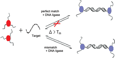 Graphical abstract: Simultaneous identification of point mutations viaDNA ligase-mediated gold nanoparticle assembly