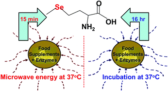 Graphical abstract: Acceleration of enzymatic hydrolysis of protein-bound selenium by focused microwave energy