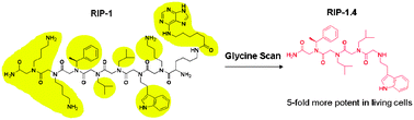 Graphical abstract: Rapid identification of the pharmacophore in a peptoid inhibitor of the proteasome regulatory particle