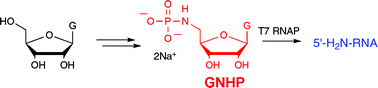 Graphical abstract: Preparation and purification of 5′-amino-5′-deoxyguanosine-5′-N-phosphoramidate and its initiation properties with T7 RNA polymerase