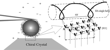 Graphical abstract: Direct measurement of forces between cell-coating polymers and chiral crystal surfaces: the enantioselectivity of hyaluronan