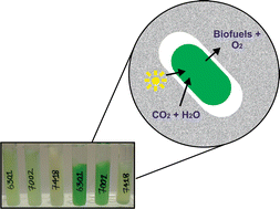 Graphical abstract: Targeting photobioreactors: Immobilisation of cyanobacteria within porous silica gel using biocompatible methods