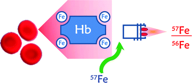 Graphical abstract: Simultaneous determination of glycated haemoglobin, a long term biomarker of diabetes mellitus, and total haemoglobin by isotope dilution and HPLC-ICP-MS