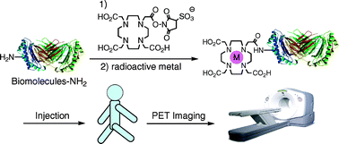 Graphical abstract: PET (positron emission tomography) imaging of biomolecules using metal–DOTA complexes: a new collaborative challenge by chemists, biologists, and physicians for future diagnostics and exploration of in vivo dynamics