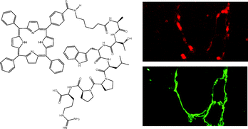 Graphical abstract: Tissue distribution and pharmacokinetics of an ATWLPPR-conjugated chlorin-type photosensitizer targeting neuropilin-1 in glioma-bearing nude mice