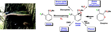 Graphical abstract: Enzyme-catalysed synthesis and reactions of benzene oxide/oxepine derivatives of methyl benzoates