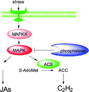 Graphical abstract: Regulation of stress hormones jasmonates and ethylene by MAPK pathways in plants