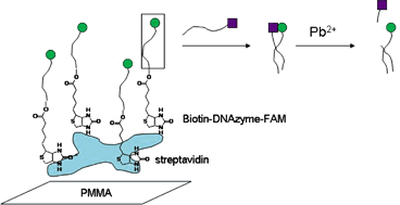 Graphical abstract: Immobilization of DNAzyme catalytic beacons on PMMA for Pb2+ detection