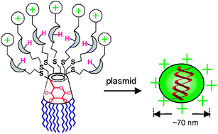 Graphical abstract: Rational design of cationic cyclooligosaccharides as efficient gene delivery systems