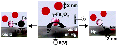 Graphical abstract: Reactivity of nanocolloidal particles γ-Fe2O3 at charged interfaces Part 2. Electrochemical conversion. Role of the electrode material