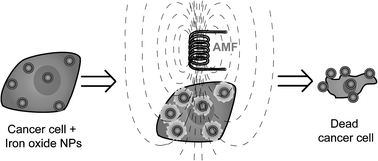 Graphical abstract: Protein-passivated Fe3O4nanoparticles: low toxicity and rapid heating for thermal therapy