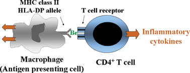 Graphical abstract: The bioinorganic chemistry and associated immunology of chronic beryllium disease