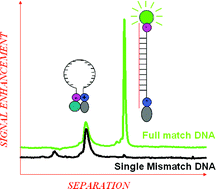 Graphical abstract: Label-free selective DNA detection with high mismatch recognition by PNA beacons and ion exchange HPLC