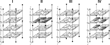 Graphical abstract: A further contribution to the extreme variability of quadruplex structures from oligodeoxyribonucleotides containing inversion of polarity sites in the G-tract