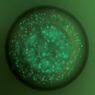 Graphical abstract: Bio-protocols for directly forming active encapsulations containing living primary cells