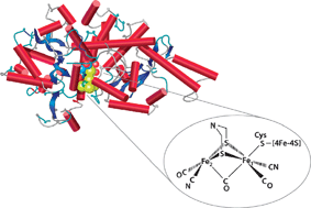 Graphical abstract: Photobiological hydrogen-producing systems