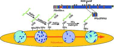 Graphical abstract: Surface functionalization of polyurethane for the immobilization of bioactive moieties on tissue scaffolds