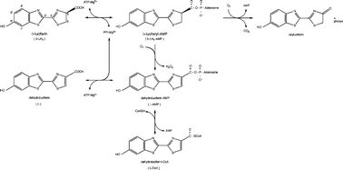 Graphical abstract: Firefly luminescence: A historical perspective and recent developments