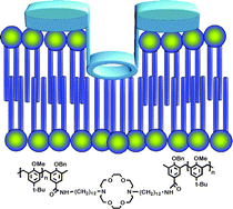 Graphical abstract: Synthetic cation transporters incorporating crown ethers and calixarenes as headgroups and central relays: a comparison of sodium and chloride selectivity