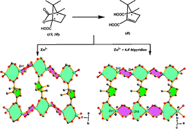Graphical abstract: A new enantiopure unsaturated dicarboxylate as a 4-connected unit in a flexible homochiral PtS-type framework