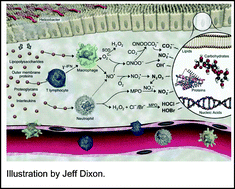 Graphical abstract: Surveying the damage: the challenges of developing nucleic acid biomarkers of inflammation