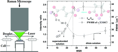 Graphical abstract: Micro-Raman study on the conformation behavior of succinate in supersaturated sodium succinate aerosols