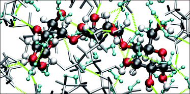 Graphical abstract: Structure and dynamics of maltooligomer–water solutions and glasses