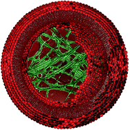 Graphical abstract: Light-induced self-assembly of nanofibers inside liposomes