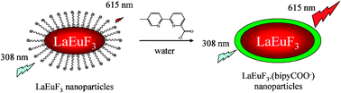 Graphical abstract: Highly luminescent water-soluble lanthanide nanoparticles through surface coating sensitization