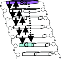 Graphical abstract: Getting to guanine: mechanism and dynamics of charge separation and charge recombination in DNA revisited