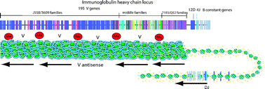 Graphical abstract: How chromatin remodelling allows shuffling of immunoglobulin heavy chain genes