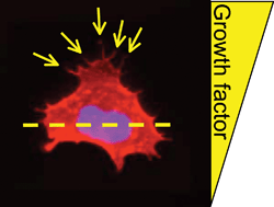 Graphical abstract: Endothelial cell polarization and chemotaxis in a microfluidic device