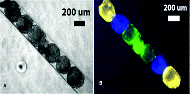 Graphical abstract: Fabrication of a modular tissue construct in a microfluidic chip