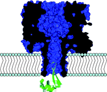 Graphical abstract: Squeezing a single polypeptide through a nanopore