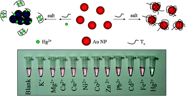 Graphical abstract: Detection of mercury(ii) based on Hg2+–DNA complexes inducing the aggregation of gold nanoparticles