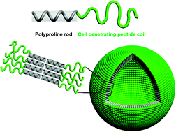 Graphical abstract: Self-assembly of a peptide rod–coil: a polyproline rod and a cell-penetrating peptide Tat coil