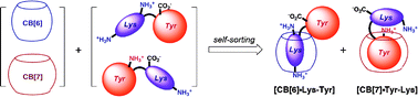 Graphical abstract: Sequence recognition and self-sorting of a dipeptide by cucurbit[6]uril and cucurbit[7]uril