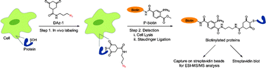 Graphical abstract: A chemical approach for detecting sulfenic acid-modified proteins in living cells