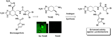 Graphical abstract: Control of bacterial biofilms with marine alkaloid derivatives