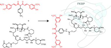Graphical abstract: Bifunctional molecules evade cytochrome P450metabolism by forming protective complexes with FK506-binding protein