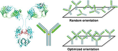 Graphical abstract: Recent advances in immobilization methods of antibodies on solid supports