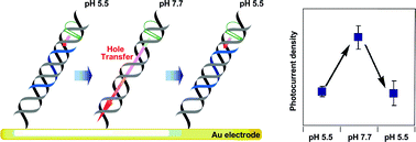 Graphical abstract: Photoelectrochemical evaluation of pH effect on hole transport through triplex-forming DNA immobilized on a gold electrode