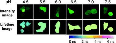 Graphical abstract: Application of fluorescence lifetime imaging of enhanced green fluorescent protein to intracellular pH measurements