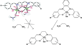 Graphical abstract: Hydroxy- and alkoxy-bridged dinuclear uranyl–Schiff base complexes: hydrolysis, transamination and extraction studies