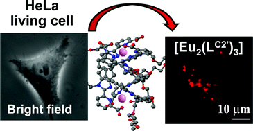 Graphical abstract: Effect of the length of polyoxyethylene substituents on luminescent bimetallic lanthanide bioprobes