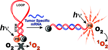 Graphical abstract: A tumor mRNA-triggered photodynamic molecular beacon based on oligonucleotide hairpin control of singlet oxygen production