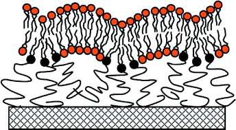 Graphical abstract: Transbilayer coupling of obstructed lipid diffusion in polymer-tethered phospholipid bilayers